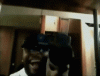 royce.gif