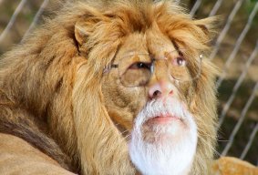 Grandpa Simba