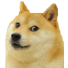 :shiba: